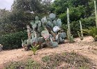 Painted Cactus - sort of