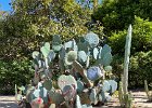 cactus blue puffer